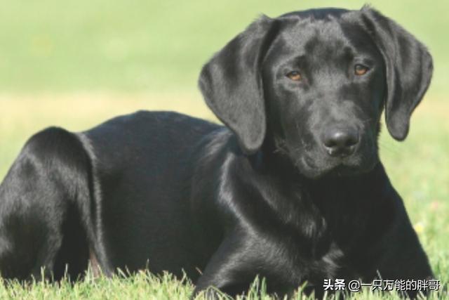 拉布拉多犬图片（拉布拉多成年犬多大图片）