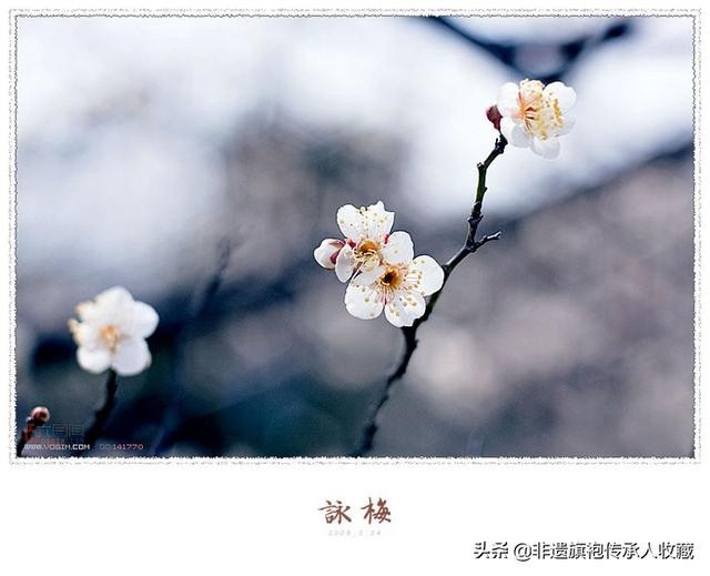 关于描写梅花的诗句古诗（描写梅花的古诗十首）