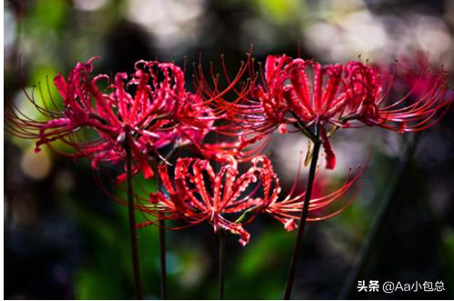 冥界四花(冥界四花是哪四种花)