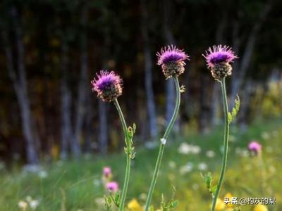 静听花开花落（静听花开花落,坐看云卷云舒什么意思）
