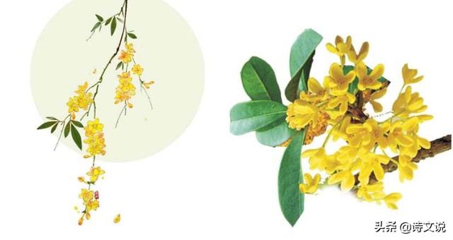 桂花最出名的诗句(桂花最出名的诗句有哪些)