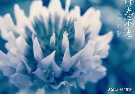 愿时光不老_愿时光不老的唯美句子