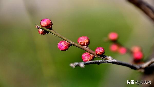 年年岁岁花相似岁岁年年人不同